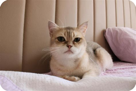 burmilla1|The Ultimate Burmilla Cat Guide: From Care to Personality